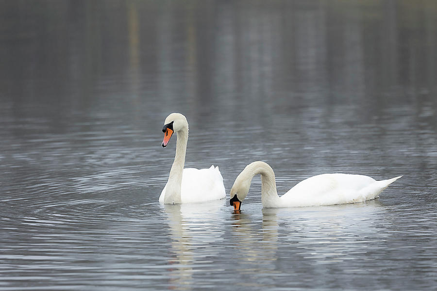 Mel and Rose Photograph by Catherine Grassello - Fine Art America