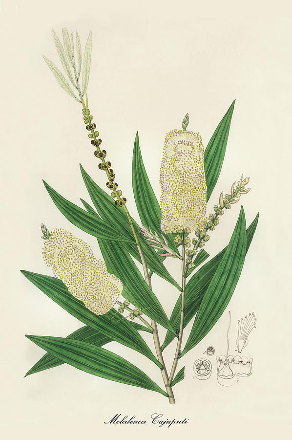 Nature Digital Art - Melaleuca Cajuputi - White Samet - Medical Botany - Vintage Botanical Illustration by Studio Grafiikka