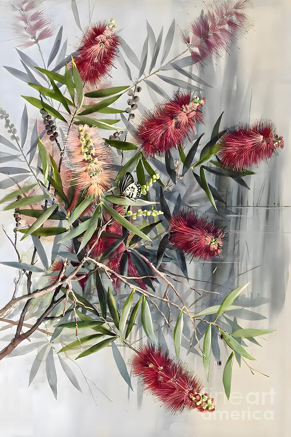 Melaleuca leucadendra L L family Myrtaceae red flowered form Painting ...