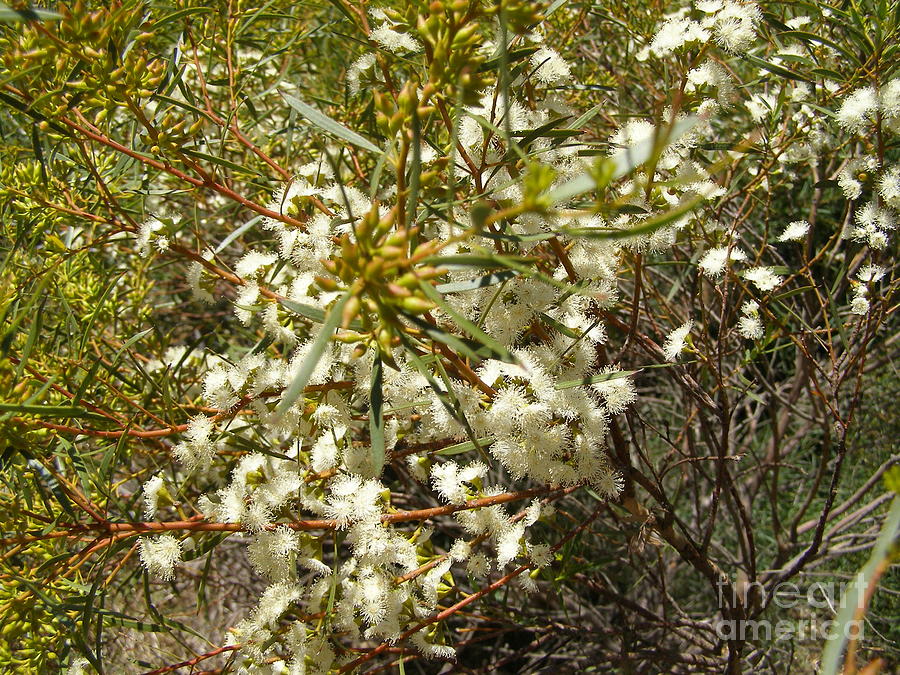 Melaleuca linariifolia 'Snow In Summer' in the garden. Mt. Pleasant ...