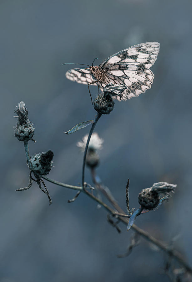 Butterfly Photograph - Melanargia galathea Butterfly by Jaroslaw Blaminsky