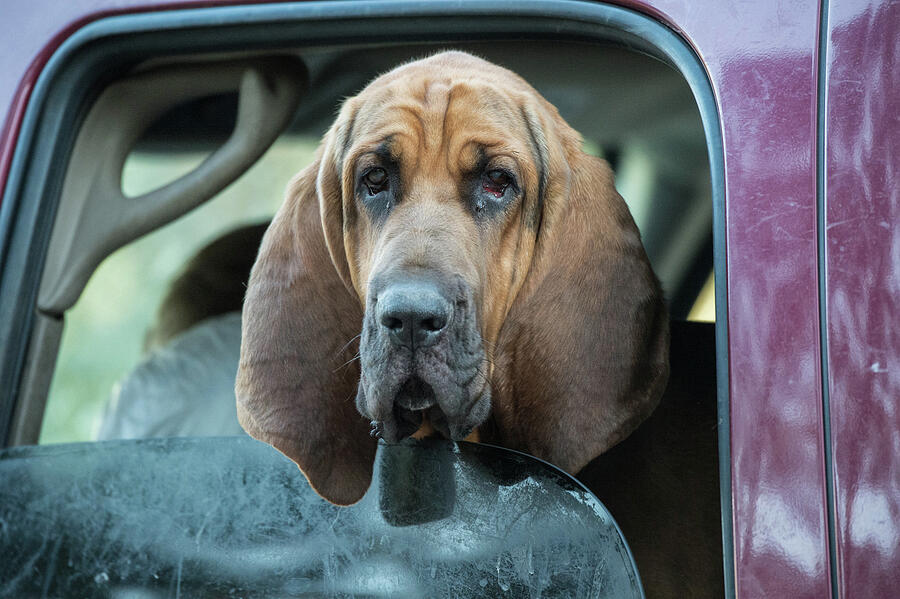 Melancholic Bloodhound - Solemn Dignity Photograph by Bonnie Colgan