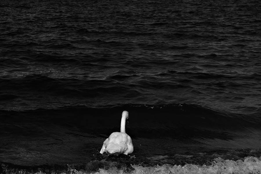 Melancholic Mute Swan Photograph by Kathrin Poersch