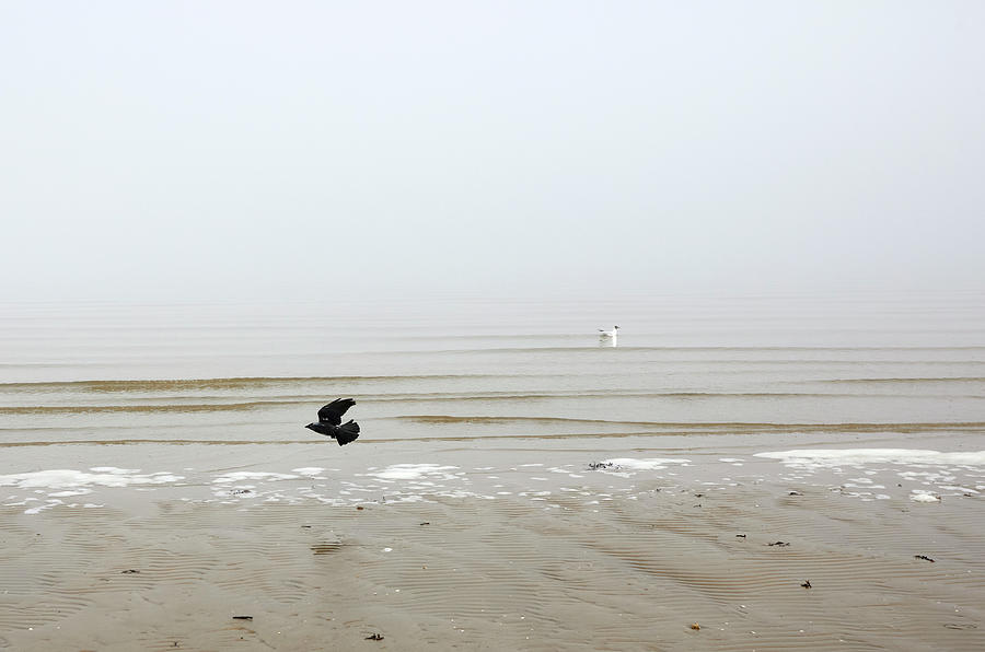 Melancholic Seagull And Joyful Crow Chick On Jurmala Beach  Photograph by Aleksandrs Drozdovs