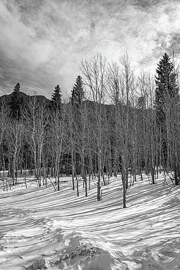 Rocky Mountain National Park Photograph - Melancholy Aspen Scene by Douglas Wielfaert