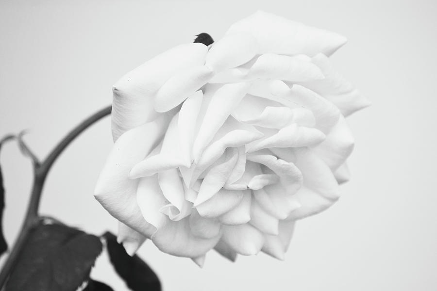 Melancholy Rose Black and White Photograph by Gaby Ethington