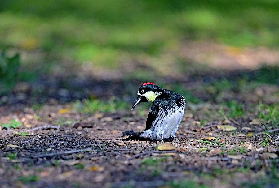 Melanerpes formicivorus - Acorn Woodpecker Photograph by Amazing Action Photo Video