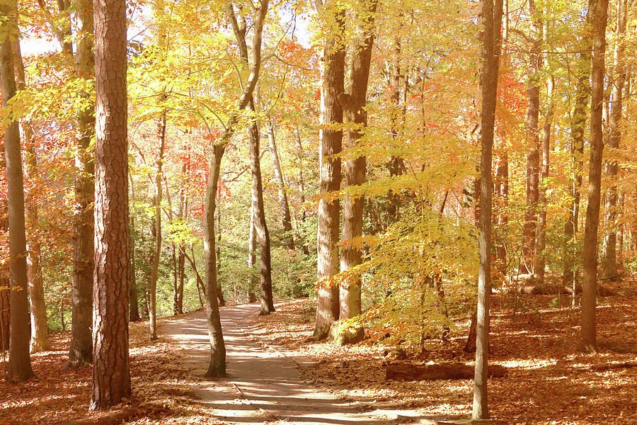 Mellow Autumn Forest Along the Noland Trail  Photograph by Ola Allen