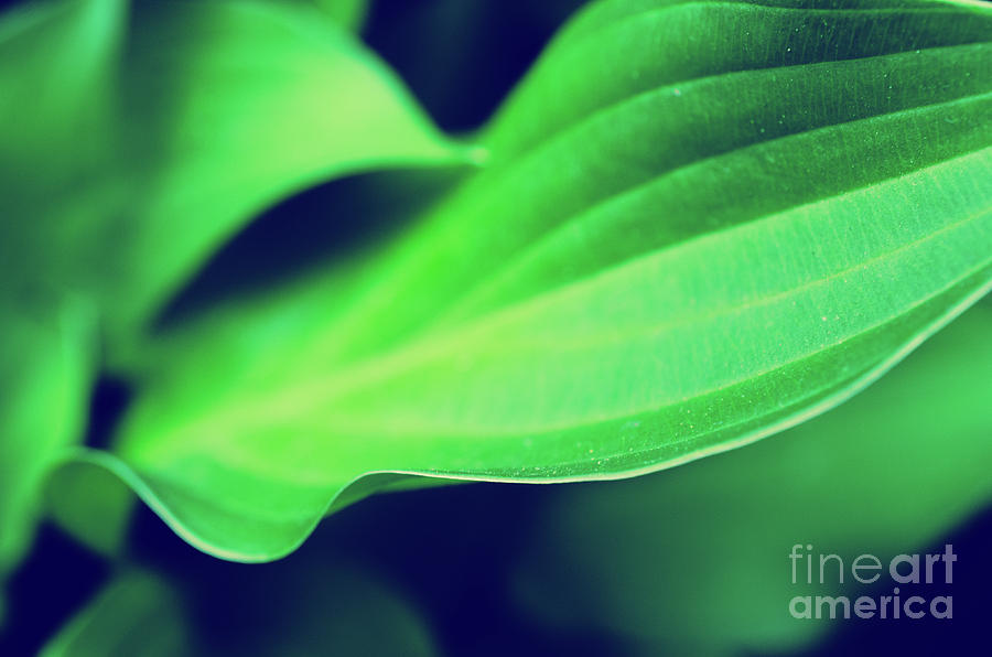 Mellow Hosta Leaves Botanical / Nature Photograph Photograph by PIPA Fine Art - Simply Solid