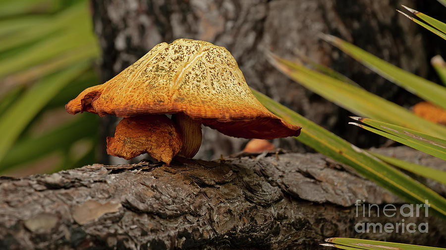 Mushroom Photograph - Mellow Mushrooms by Banyan Ranch Studios Mushroom Photograph - Mellow Mushrooms by Banyan Ranch Studios