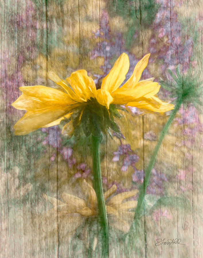 Mellow Yellow Dream Photograph by Shara Abel