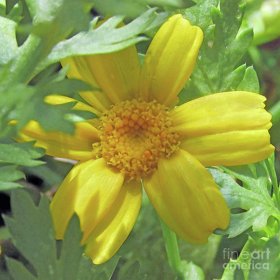 Mellow Yellow Flower Photograph by Kim Tran
