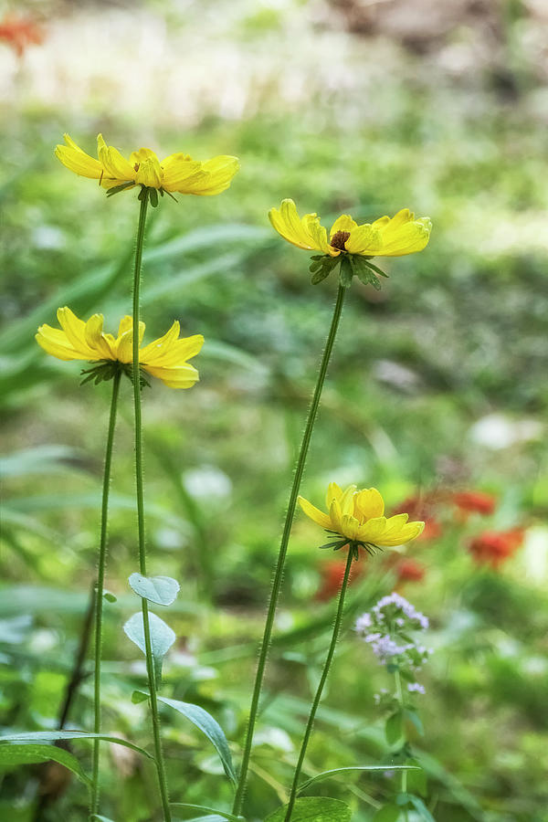 Mellow Yellow Flowers, No. 1 Photograph by Belinda Greb