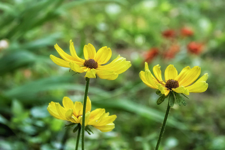 Mellow Yellow Flowers, No. 2 Photograph by Belinda Greb