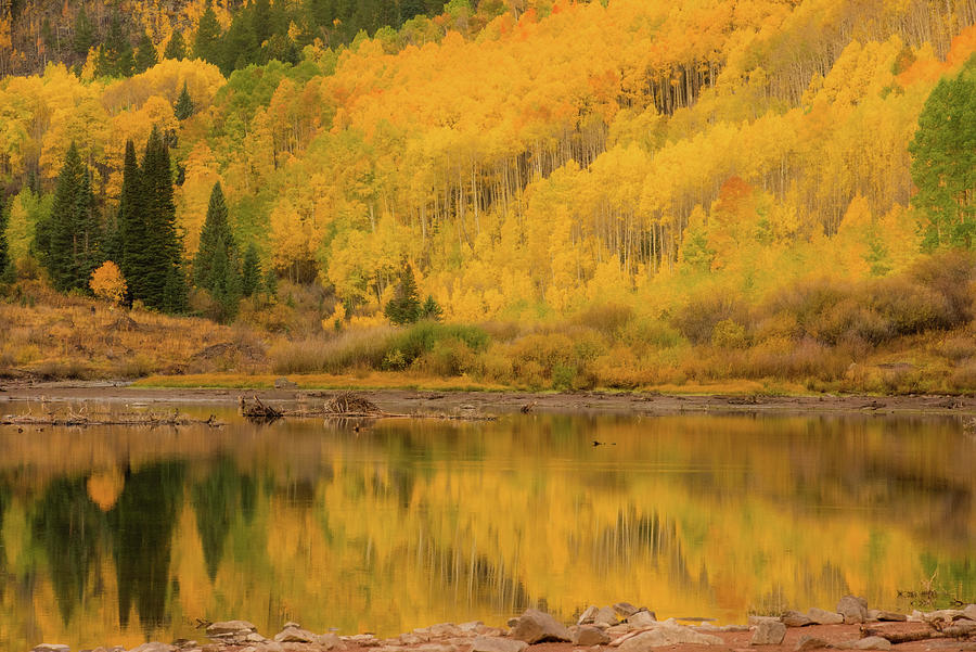 Fall in Colorado Photograph by Greg Wyatt
