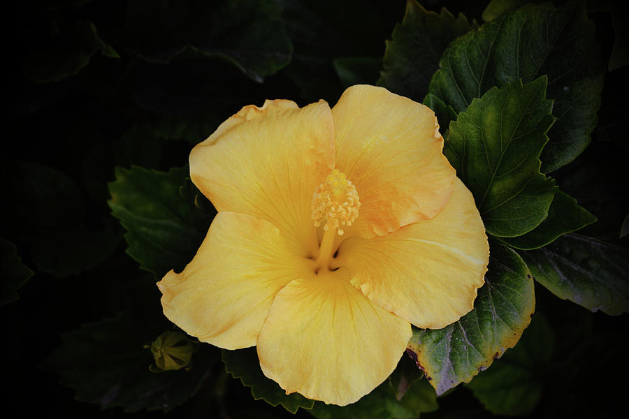 Mellow Yellow Hibiscus Flower Photograph by Gaby Ethington