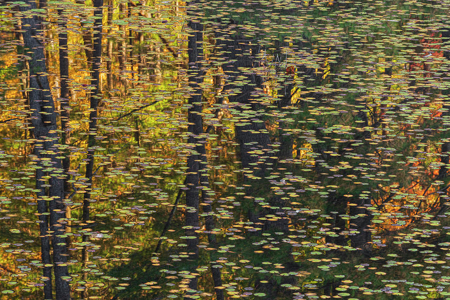 Melodic Abstract For Lily Pads And Trees  Photograph by Angelo Marcialis