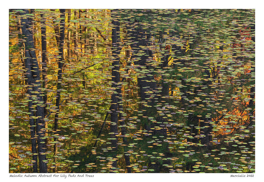Melodic Abstract For Lily Pads And Trees The Signature Series Photograph by Angelo Marcialis