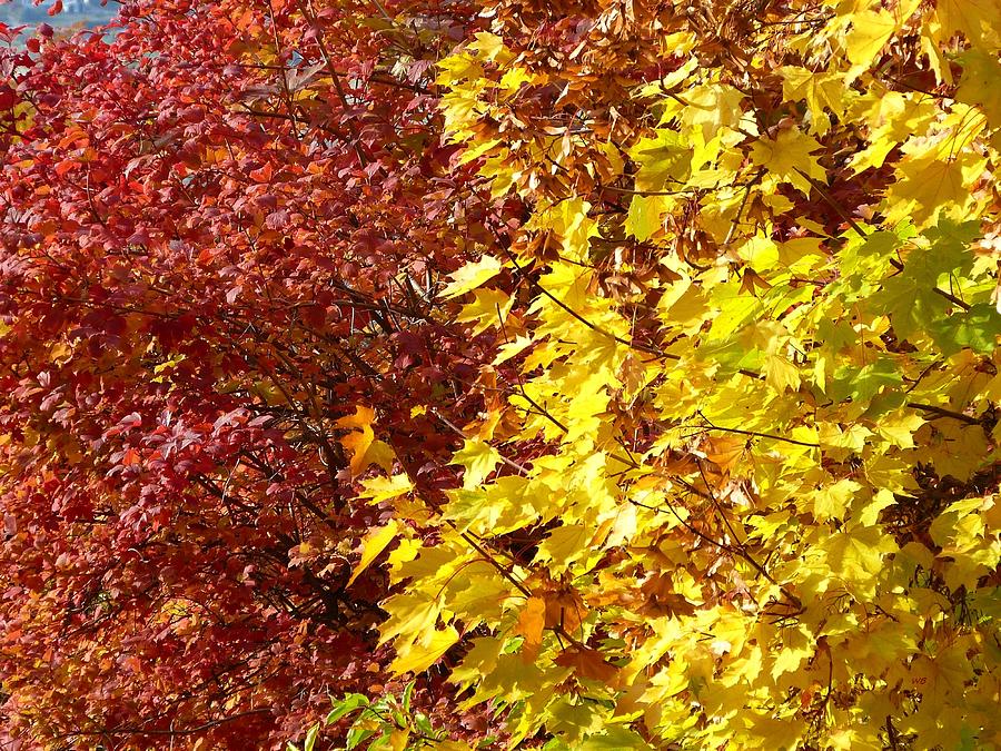 Melodious Fall Colors Photograph by Will Borden