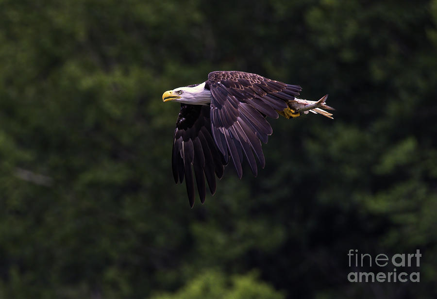 Melton Hill Eagle Photograph by Douglas Stucky