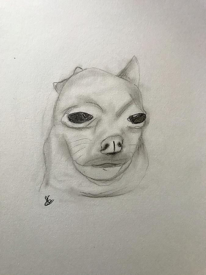 Meme little dog Drawing by Jacob Connell