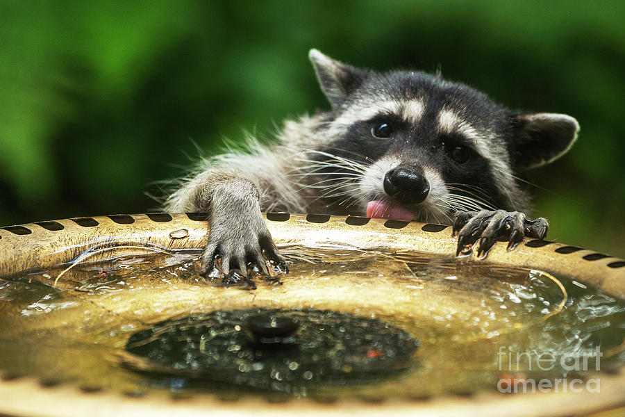 Trash Panda Fine Art Print Poster Home Decor Wall Art Digital 