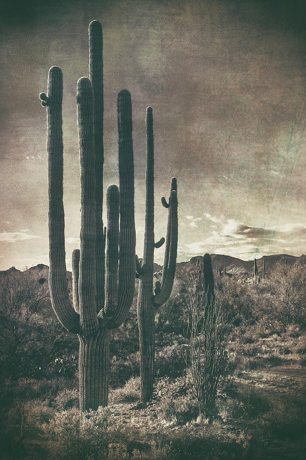Memoirs Of The Sonoran  Photograph by Saija Lehtonen