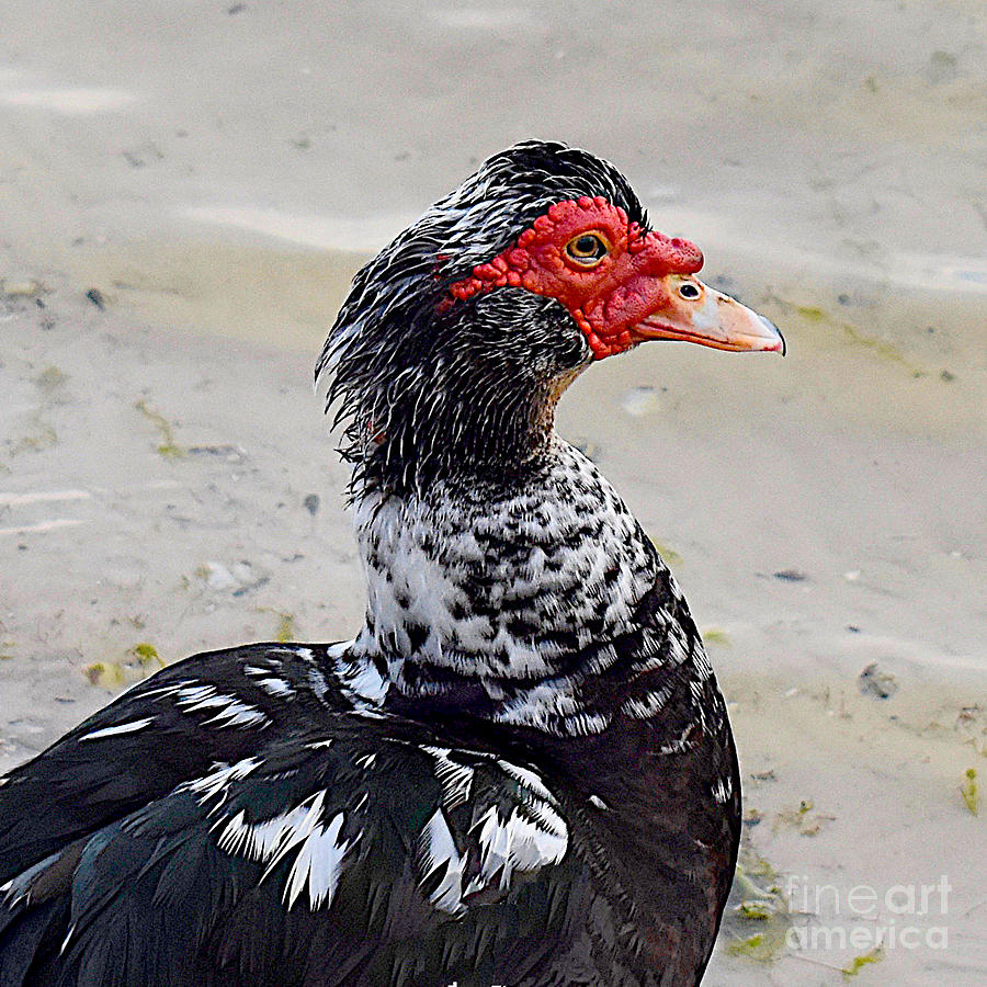 Memorable Muscovy in Square Format Photograph by Linda Brittain