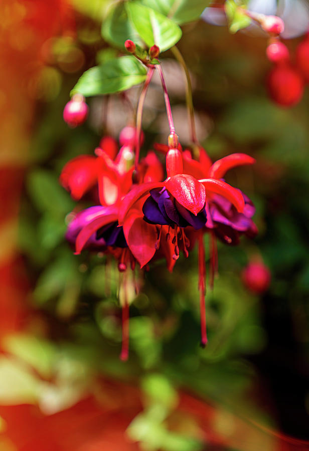 Memorial Day Fuchsia Photograph by Michael Hope