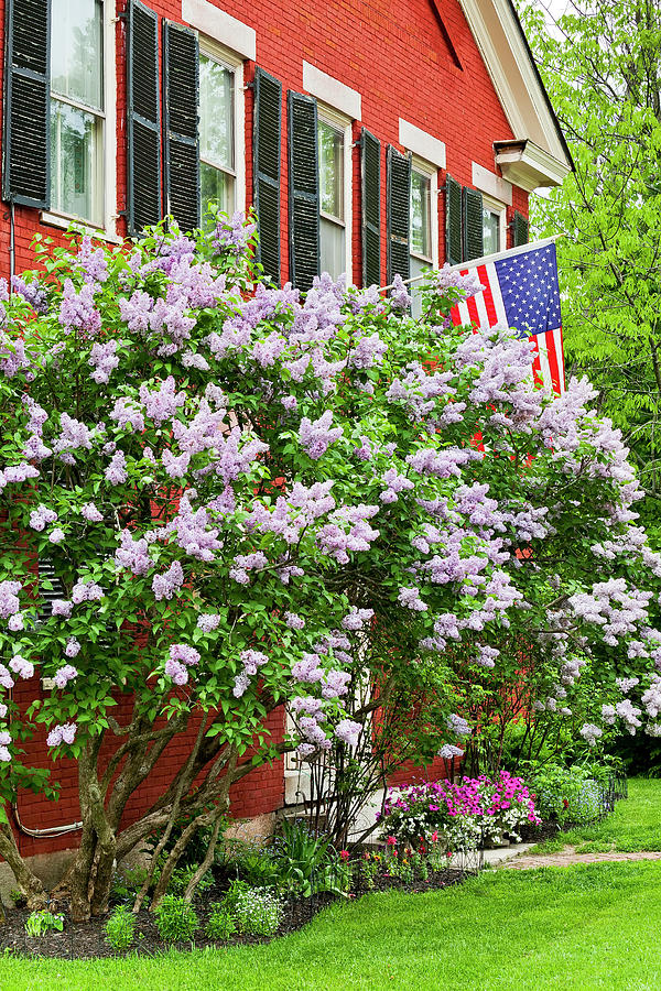 Memorial Day Lilacs Photograph by Alan L Graham - Fine Art America