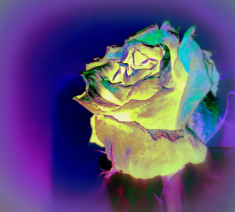 Memorial dried rose yellow Photograph by Maureen Rose - Fine Art America