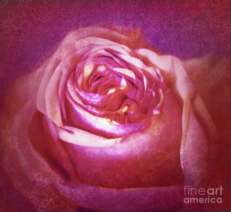 Rose Photograph - Memories of a Special Rose by Judi Bagwell