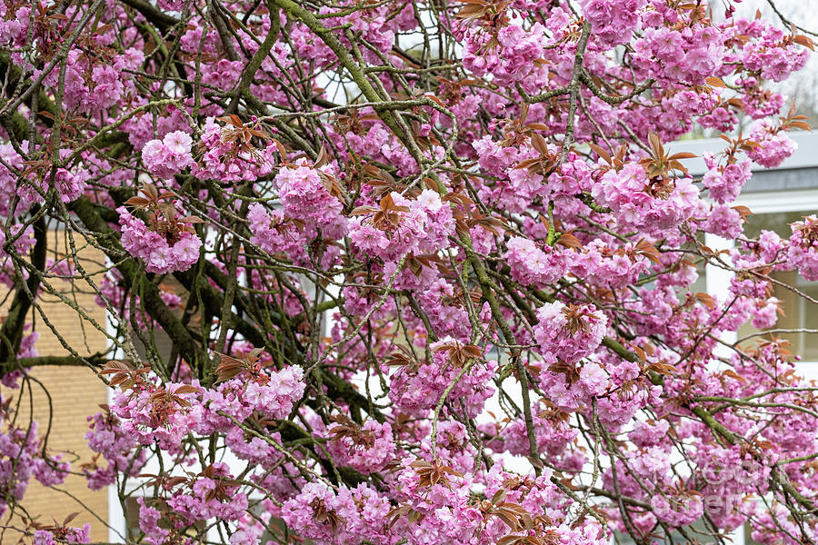 Memories Of Spring Sakura Photograph by Marina Usmanskaya