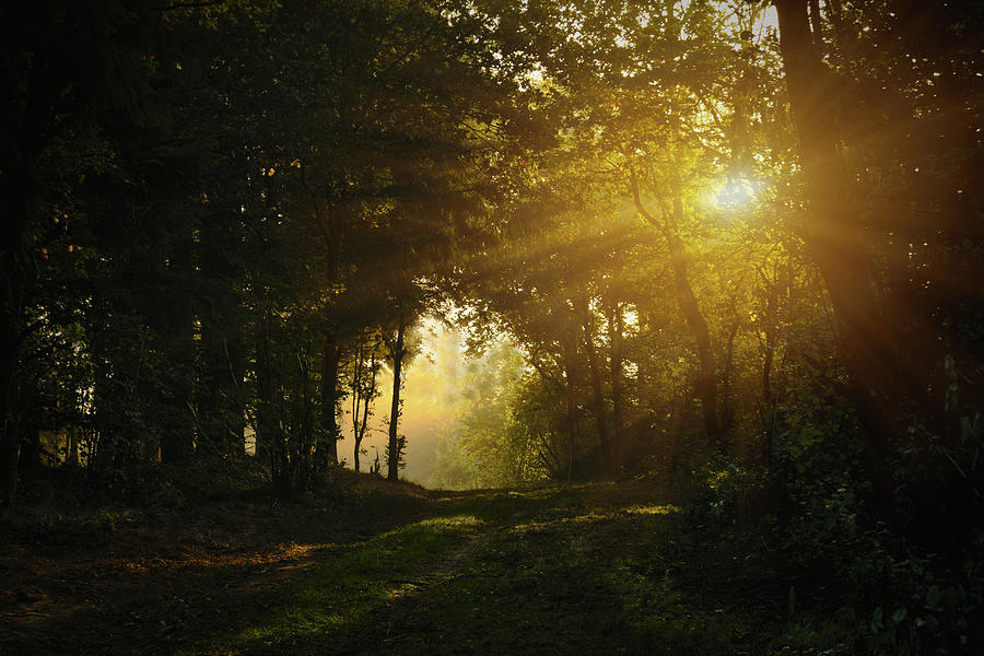 Memory Of Last Summer Photograph by Sabine Schiebofski - Fine Art America