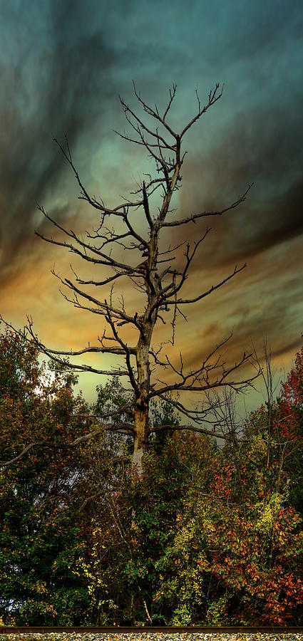Tree Photograph - Memory Tree by Bob Orsillo