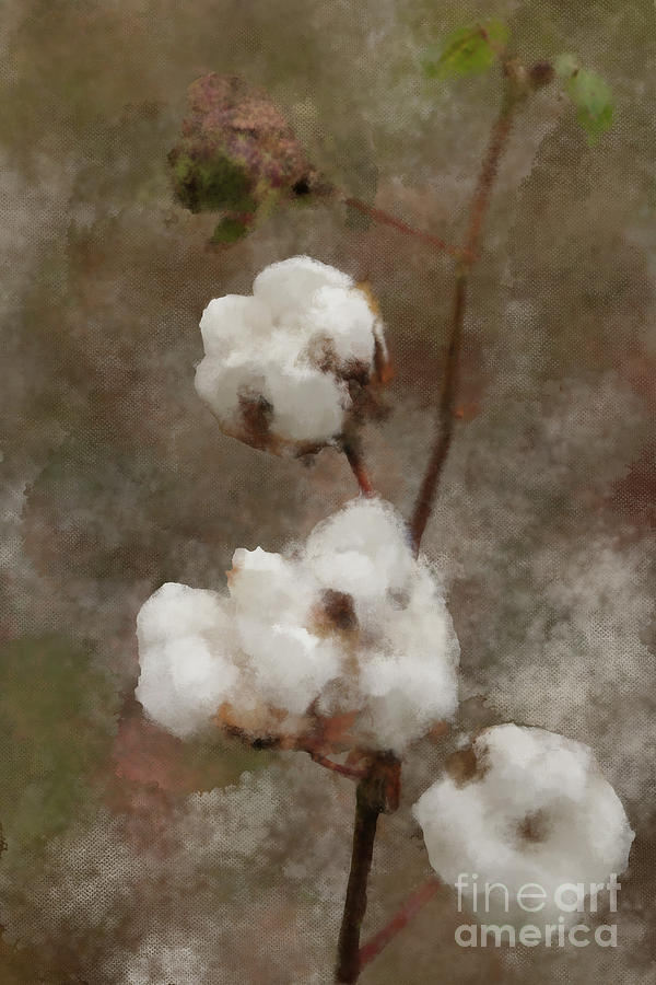 Memphis High Cotton Harvest Photograph by Amy Curtis