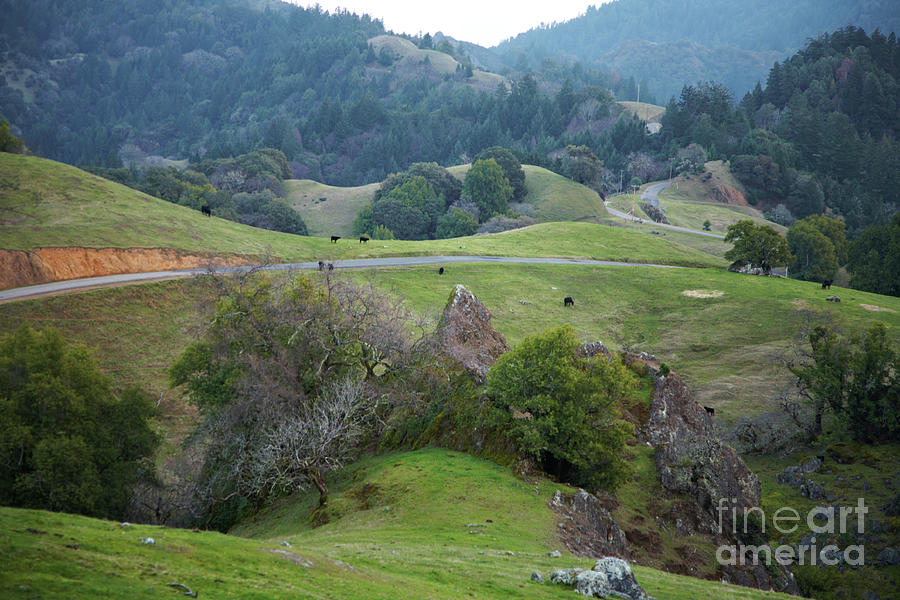 Mendocino County Backroads Photograph by Charlene Mitchell