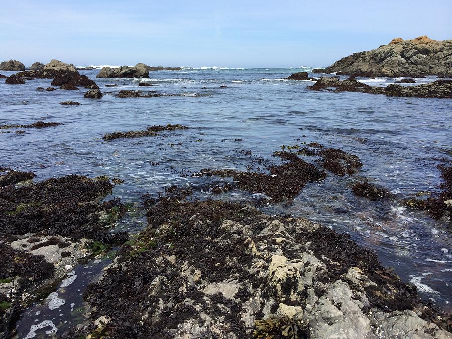 Mendocino County Tidepool Photograph by Beverly Read