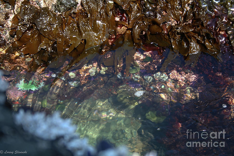 Mendocino Tide Pools 20 Photograph by Loring Slivinski Fine Art America