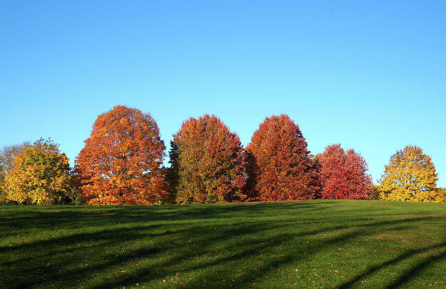 Mendon Autumn Leaves Photograph by Flinn Hackett
