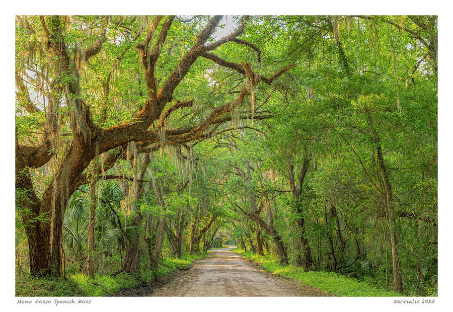 Landscape Photograph - Meno Mosso Spanish Moss The Signature Series by Angelo Marcialis