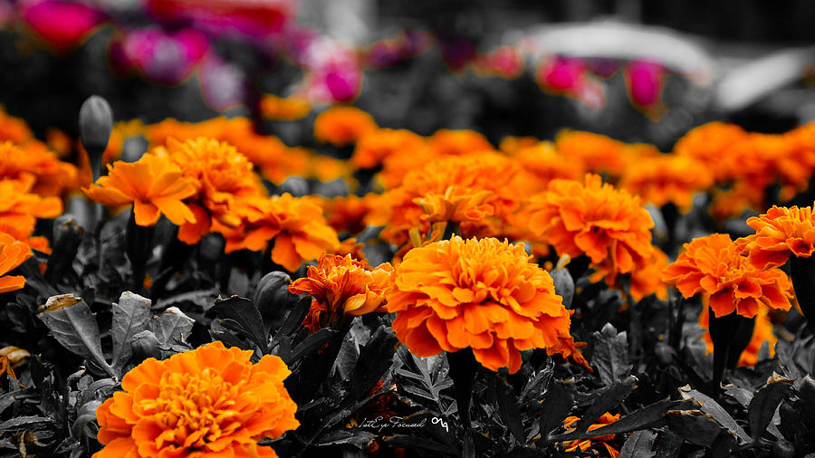 Jigsaw Puzzles Photograph - Mental Field Of Orange Flowers by A Moment