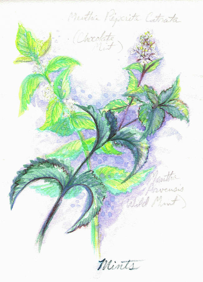 Mentha Painting by Ashley Kujan
