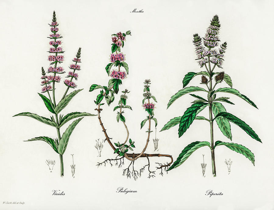 Nature Digital Art - Mentha Varieties - Spearmint, Pennyroyal, Peppermint  - Vintage Botanical Illustration by Studio Grafiikka