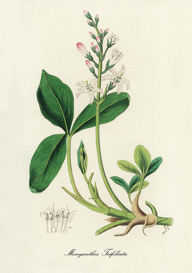Nature Digital Art -  Menyanthes Trifoliata - Bogbean -  Medical Botany - Vintage Botanical Illustration  by Studio Grafiikka
