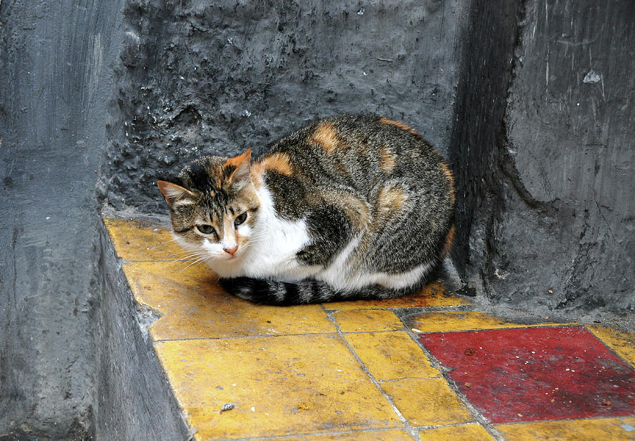 Meow in the Medina Quarter - Tangier, Morocco Photograph by Denise Strahm