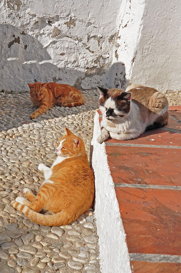 Meow - Nerja, Spain Photograph by Denise Strahm