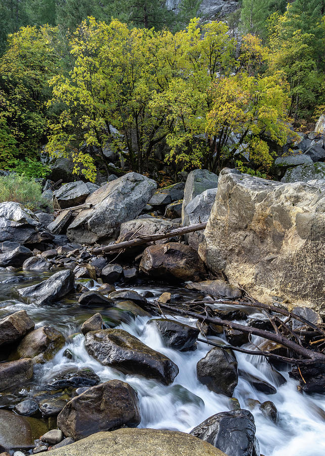 Merced River Autumn Photograph by Brett Harvey