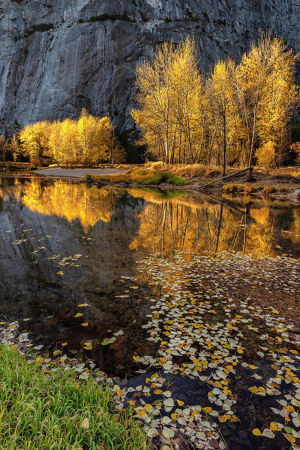 Merced River Cottonwoods in Fall Photograph by Doug Holck
