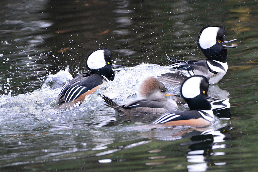 Merganser Courtship #1 Photograph by Jerry Griffin
